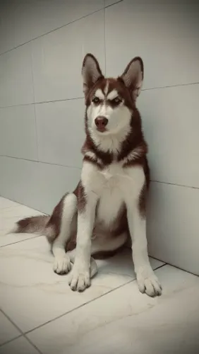 Husky siberiano