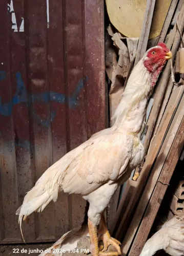 FRANGO BRANCO ASSEL BICO CURTO