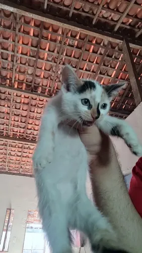 Filhote de gato doação 