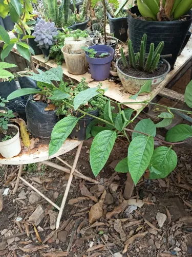 Acerola produzindo e maracujá doce 