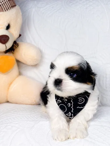 Filhote de shih tzu