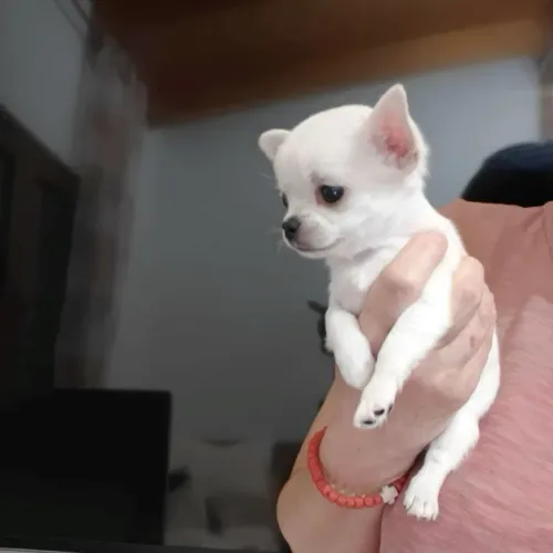 Entregamos! Bebezinho chihuahua macho 