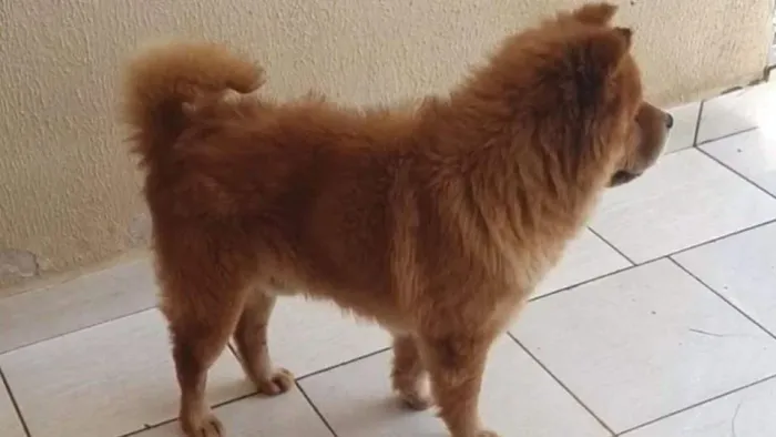 Chow chow