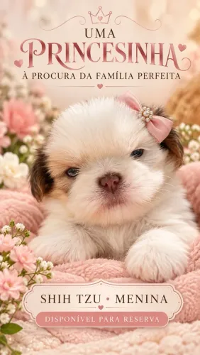 Menina Shihtzu a procura de uma família