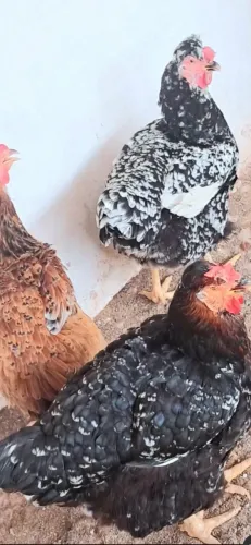 Ovos Férteis de Galinha Sertaneja Balão GSB