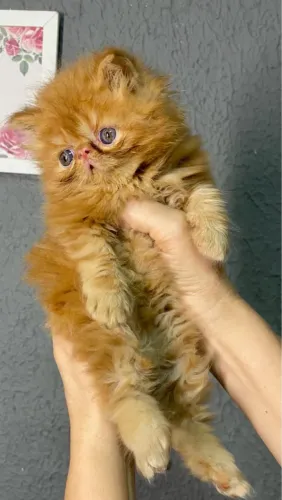 Gato persa