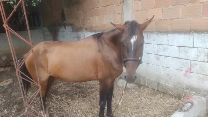 Cavalo quente