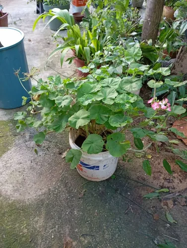 Jardineira rosa e branca