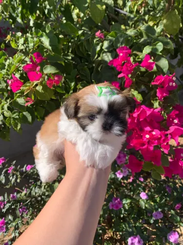 Shih Tzu Fêmea Micro
