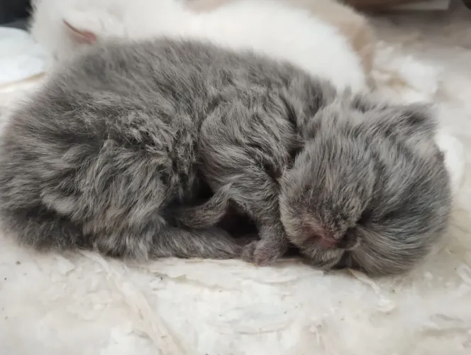 Filhotes de Gato Persa