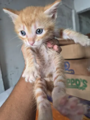 Gato(a)s laranjas, 1 mês