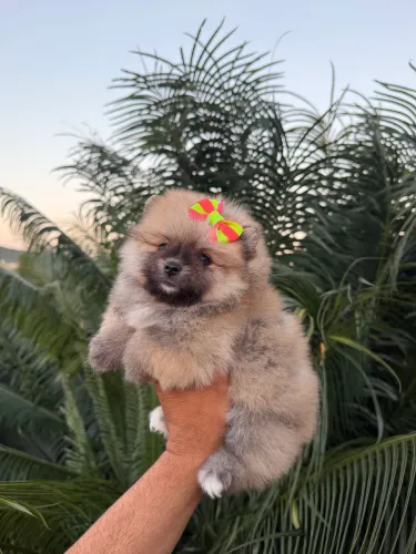 Lulu da pomerânia
