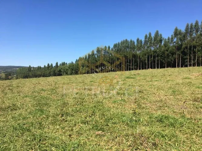 Terreno à venda, 4000 m² por R$ 2.000.000,00 - Sousas - Campinas/SP