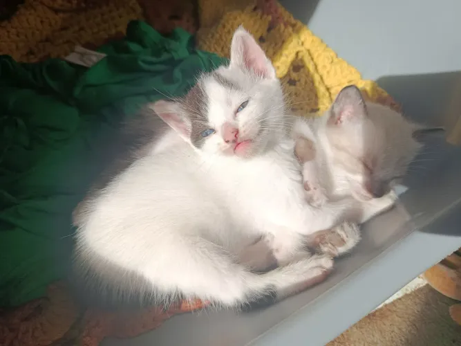 GATINHOS PARA ADOÇÃO RESPONSÁVEL 