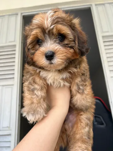 Lhasa apso