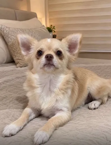 Machinho de chihuahua pelo longo com pedigree CBKC