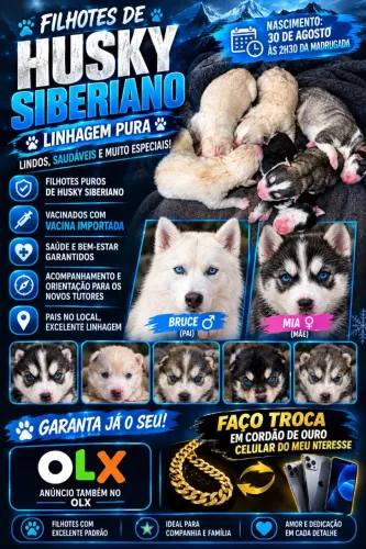 FILHOTES DE HUSKY SIBERIANO