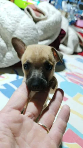 Filhote de pinscher macho para a venda