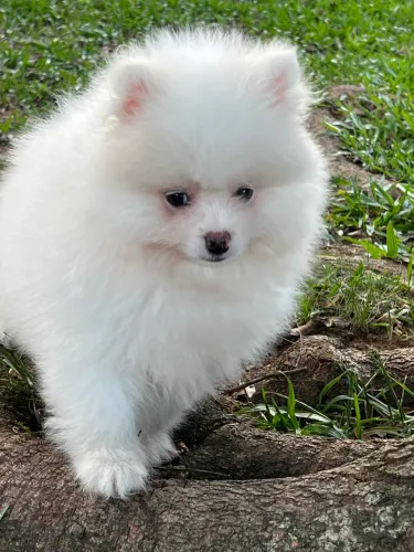 Spitz Alemão - Macho