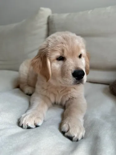 Golden A escolha perfeita para quem ama cães fofos