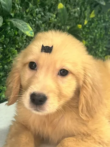 Golden retriever pronto