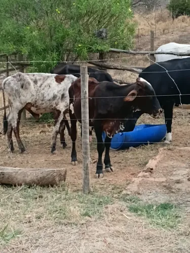 Bezerro