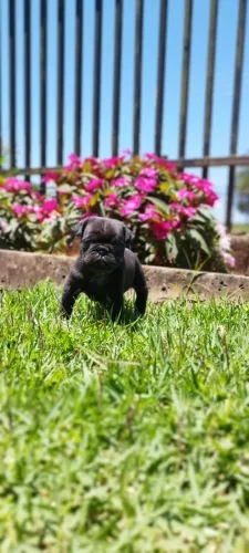 Pug,Pug Filhote Saudável Excelente Companhia