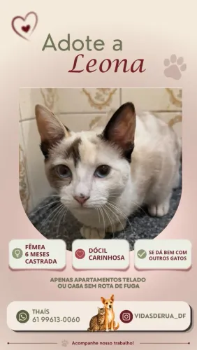 Linda gatinha para adoção amorosa e responsável 