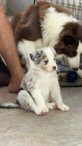 Vendo Filhote de Border Collie
