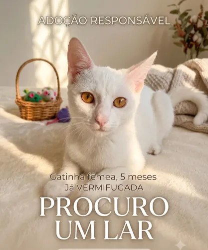 Doa se gata fêmea 
