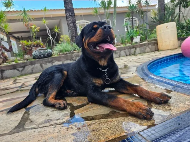 Rottweiler com pedigree