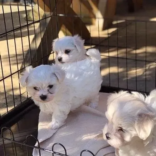 Maltês incrível esperando carinho e companhia