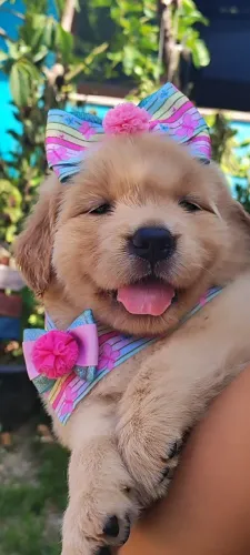 Golden Retriever linhagem Pura