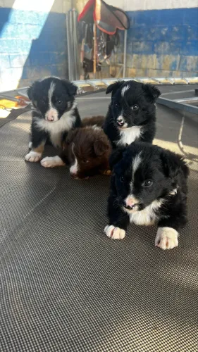 Vende - se Border collie