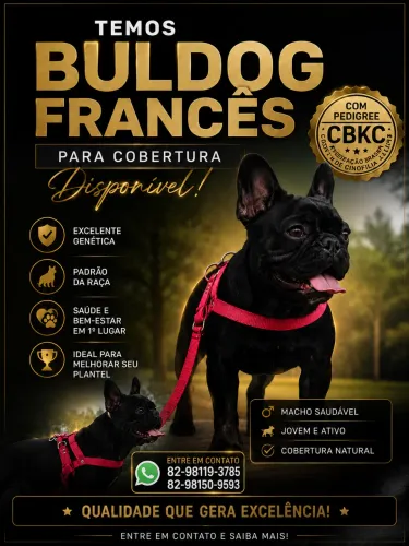 Cobertura Buldog Francês