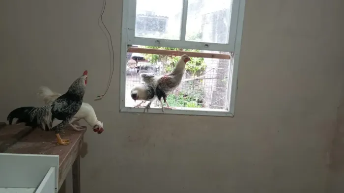 Galos já cantando