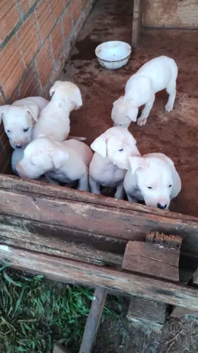 Dogo Argentino