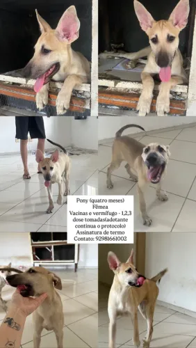 Adoção Responsável (somente pessoas interessadas)