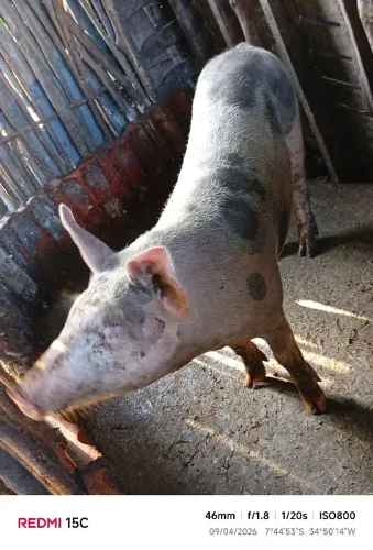 Porca já no ponto de abate
