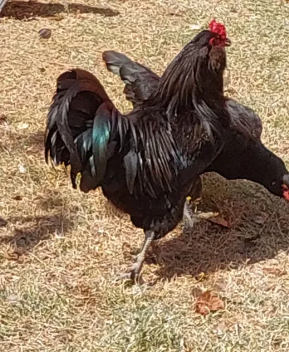 Casal da raça Ameraucana (ovos azuis)