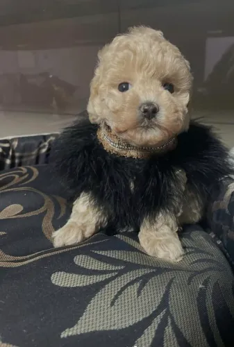 Poodle toy mini pequenininhos