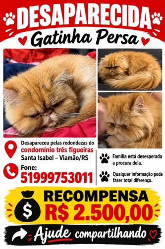 Gata persa ajude achar