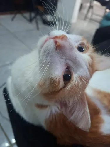 Doação de gatos responsável