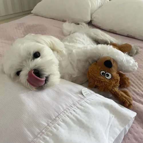 Maltês Cachorrinho criado para receber muito carinho