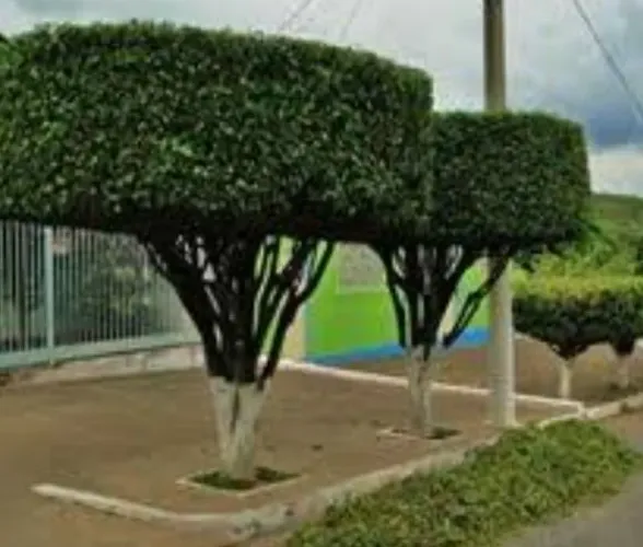 Faço poda de árvore desenhado roçagem de terreno
