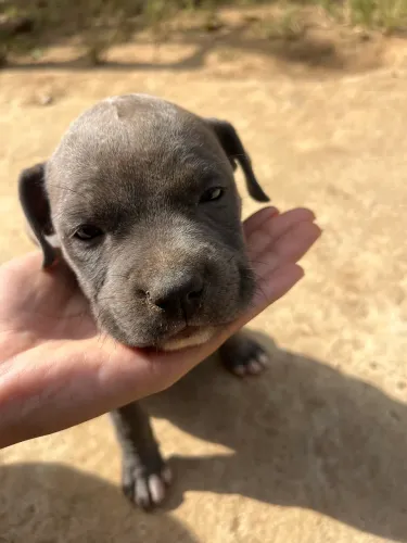 Pitbull filhote ( América stafforshire terrier)