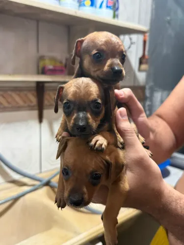Vendo Pinscher