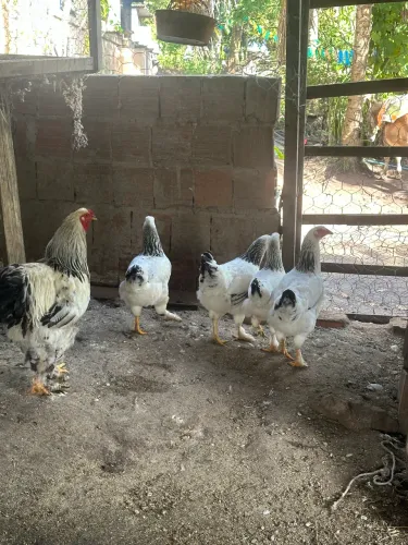 Frangas brahmas