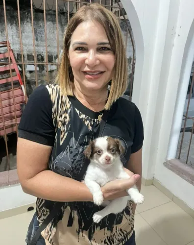 Chihuahua pelo longo