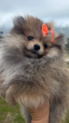 Spitz alemão